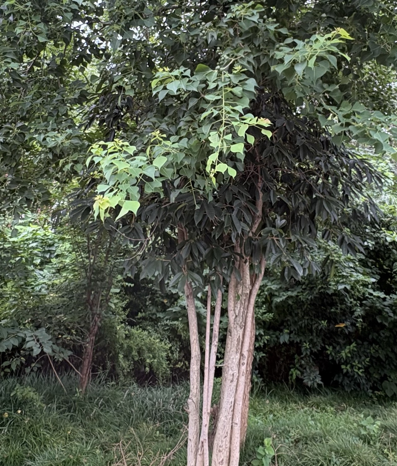 肖骁
